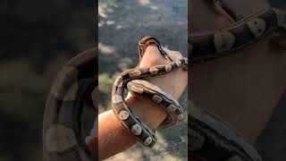 Motley BCI Boa Imperator