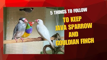 Can Java sparrows and Gouldian finch be in same cage | 5 things to do | Tropican birds #java #finch