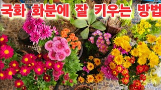 #국화 분갈이 #화분에 #키가 작게 잘 키우는 #방법 왕창 분갈이 #총정리