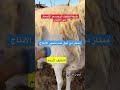 تنظيف الرحم في الغنم بعد الولادة إصعاد الاغنام تنظيف الرحم اصعاد الغنم تربية الغنم محتوى مفيد 