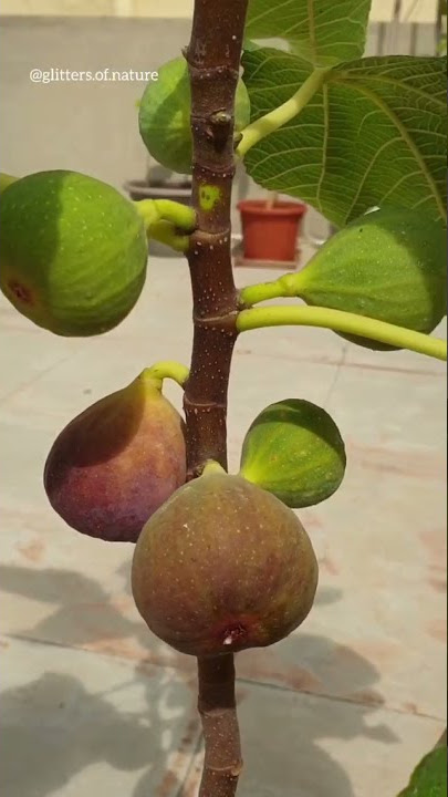 Fig plant in pot anjeer plant | nature's lap