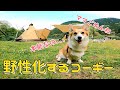 キャンプに行ったコーギーが外敵から襲われないように本能で自分のにおいを消し始めた【尻尾ありコーギー】