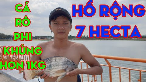 Giăng Lưới Hồ Rộng 7 Hecta Dính Cá Rô Phi Khủng hơn 1 Kg