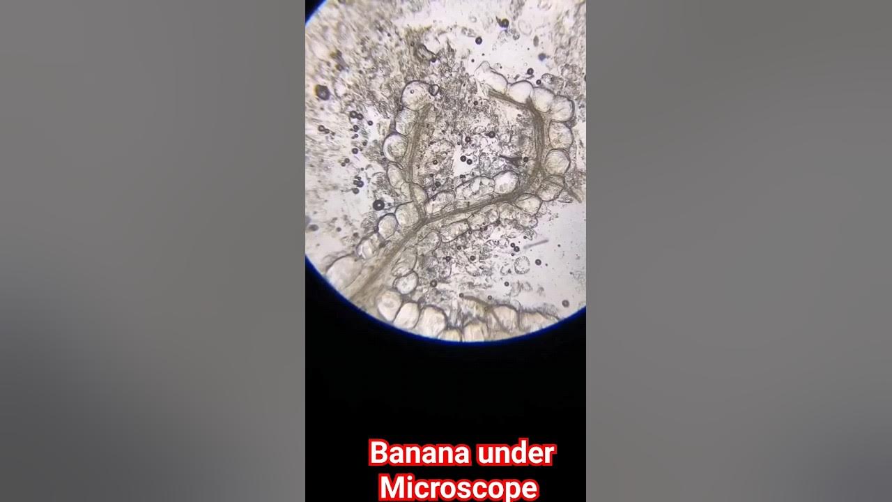 Banana🍌 under microscope shorts YouTube