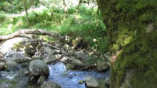 Fairy-tale creek in Ireland