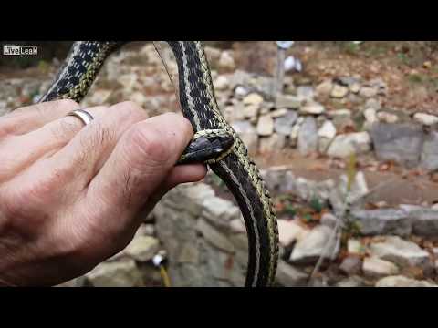 Eastern Garter Snake bites itself.....