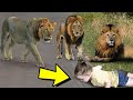 This Trio of Wild Lions Protects Kidnapped Girl Until Help Arrives,They Were Shocked To Find Out Why