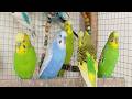 12 Hour Happy Singing & Eating Parakeet Budgies Birds, Reduce Stress of Lonely Quiet Birds