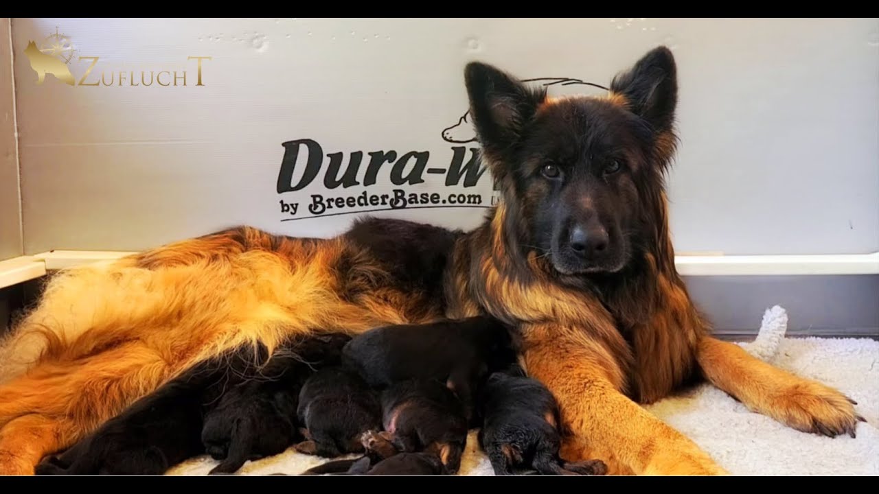 🐾 Live Puppy Nursery Cam | Adorable GSD Puppies Nursing with Mom 🐶