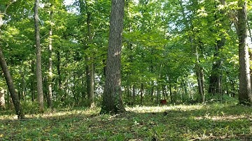 1lb sonic boom exploding target vs 1/2 of 50gallon Barrel