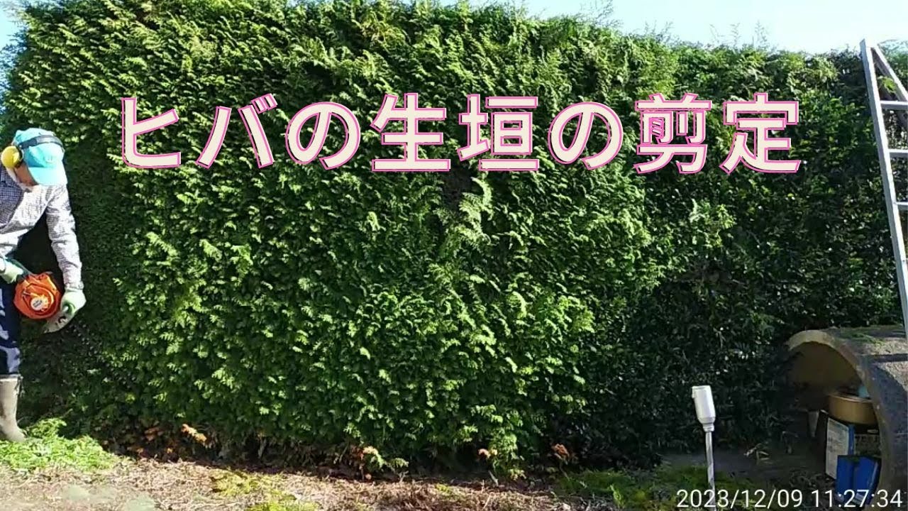 ヒバ の 剪定