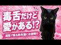 道路で寝る野良猫にこっちゃんブチギレ💢⁉️毒舌だけど優しい…道路で危ない猫にお説教【しゃべる猫イッキ見】