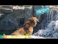 아침을 여는 백두와 태백의 힐링 영상 (23.8.2)무자막 #서울대공원호랑이