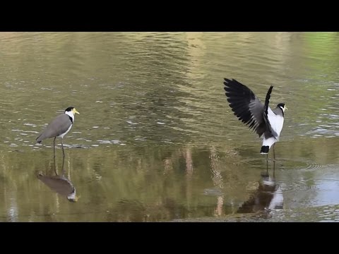 فيديو: أين توجد lapwings؟