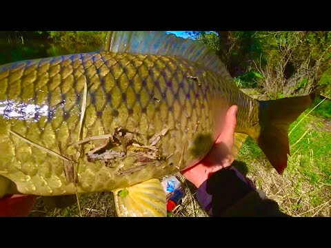 видео: ГЛАВНОЕ УДЕРЖАТЬ 🤬 ЧТО ОНИ ВЫТВОРЯЮТ рыбалка на удочку