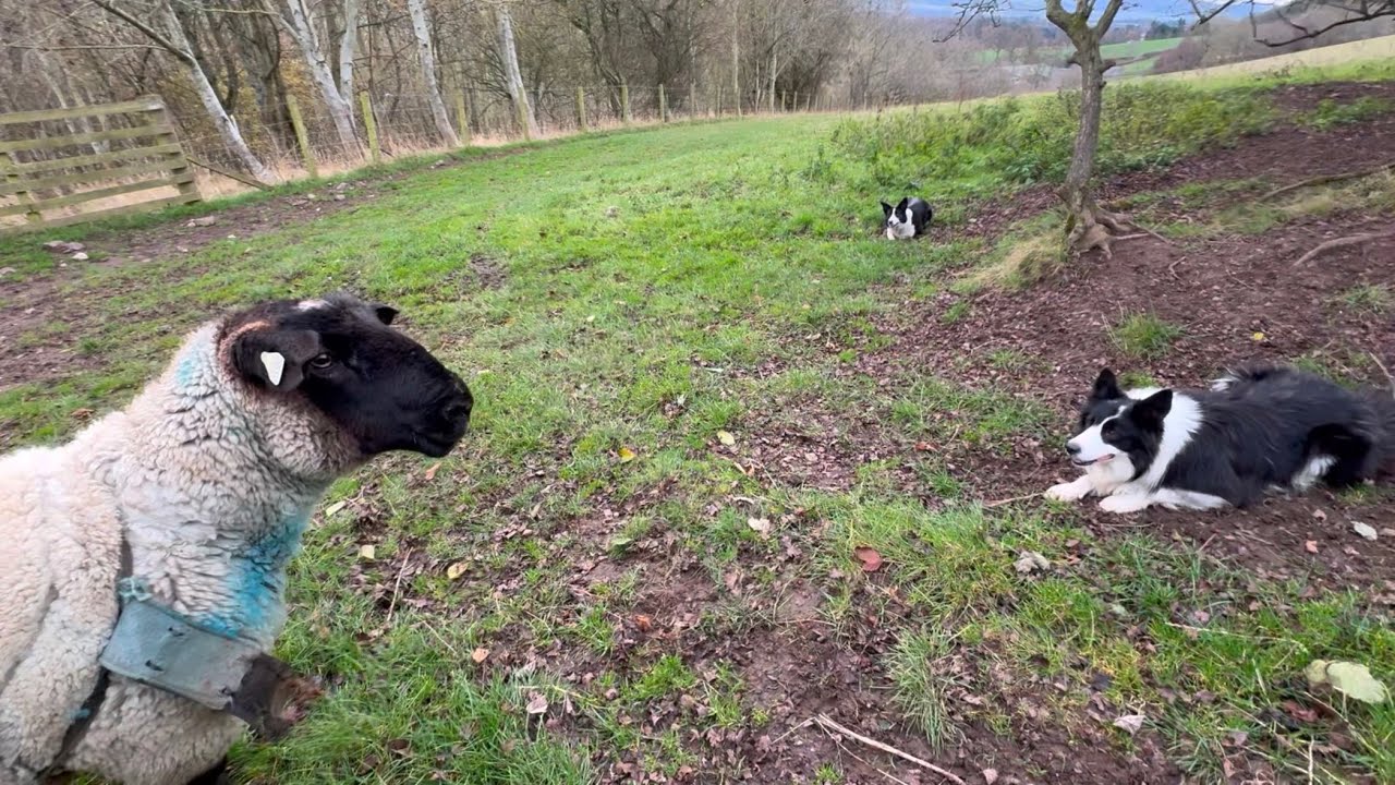 Two crazy dogs catch a massive Ram sheep