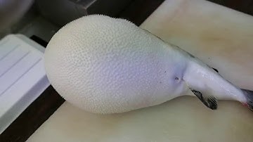 Fugu Puffer Fish Japanese - Cách người Nhật làm Fugu-Shashimi cá nóc