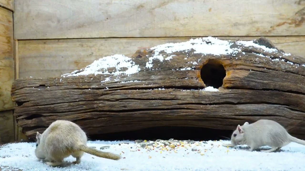 Expert Cat Trainer Shares Top Entertainment Tips!