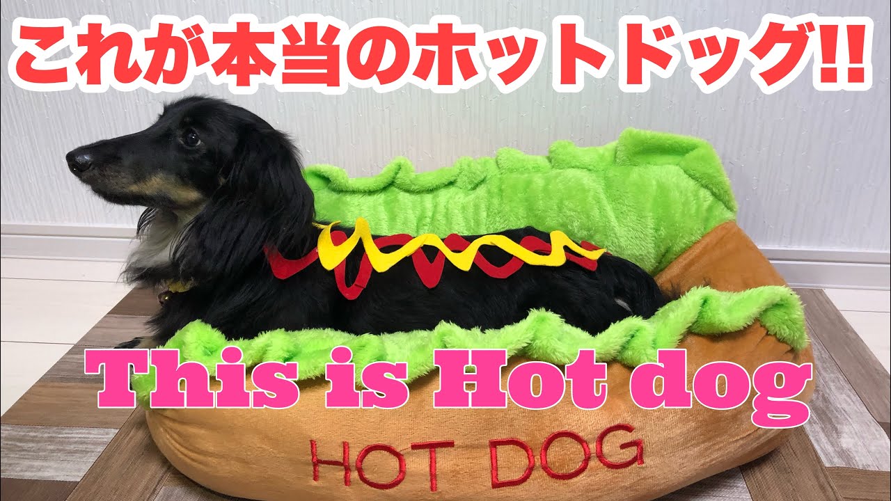 ホットドッグ犬 美味しいホットドッグはいかがですか Hot Dog How About A Delicious Hot Dog Youtube