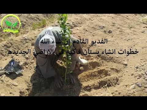 خطوات إنشاء بستان فاكهه