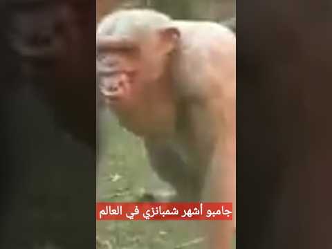 مذهل شاهد أقوي وأشهر شمبانزي في العالم