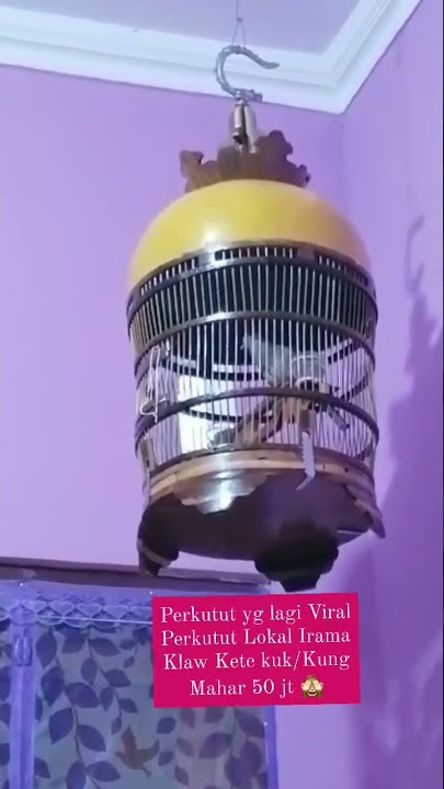 Perkutut lokal Irama. Klaw Kete KuK/kung