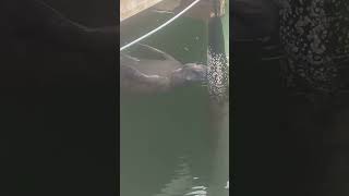 What a great water fountain ⛲️ #manatee #thirsty #floridakeys