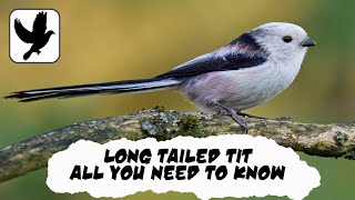 Everything You Need To Know About The Long Tailed Tit