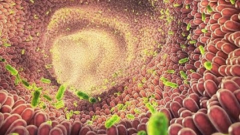 Khám Phá Hệ Vi Sinh Vật Đường Ruột - Bí Mật Sức Khỏe Bên Trong Bạn