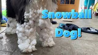 Funny Snowball Dog  Bearded Collie