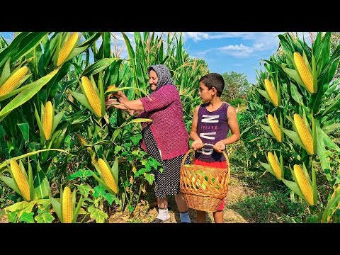 Harvesting Fresh and Organic Corn in the Village! Storing Corn for Winter!