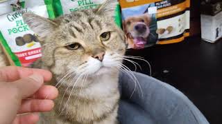 Farley The Pet Store Cat 2 by CAT-astrophic! 21 views 3 months ago 15 seconds