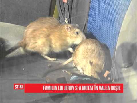 Familia lui Jerry s-a mutat în Valea Roşie