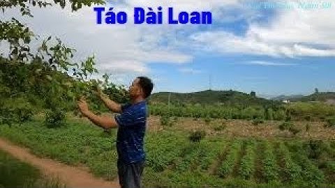 Thăm Cánh Đồng Táo Xuân, Táo Đài Loan  Thôn Vùng Núi Xã Tân Hoa I Nui Doi Luc Ngan 98