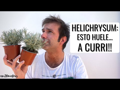 Video: Helichrysum Curry Care - Več o gojenju okrasne rastline curryja