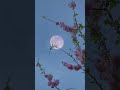 Nature feels like a hug from the Earth 🌷#shorts #shortvideo