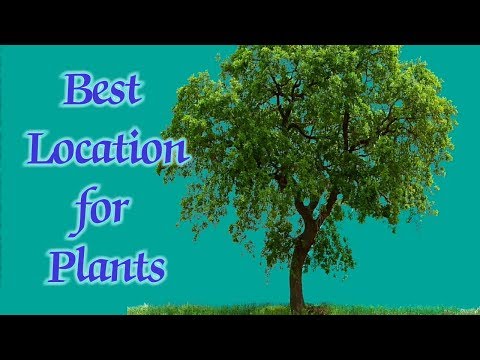 Where To Keep Plant At Home For Money Growth Prosperity Vastu