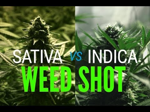 Wideo: Indica Vs Sativa: Wprowadzenie Do Głównych Rodzajów Konopi