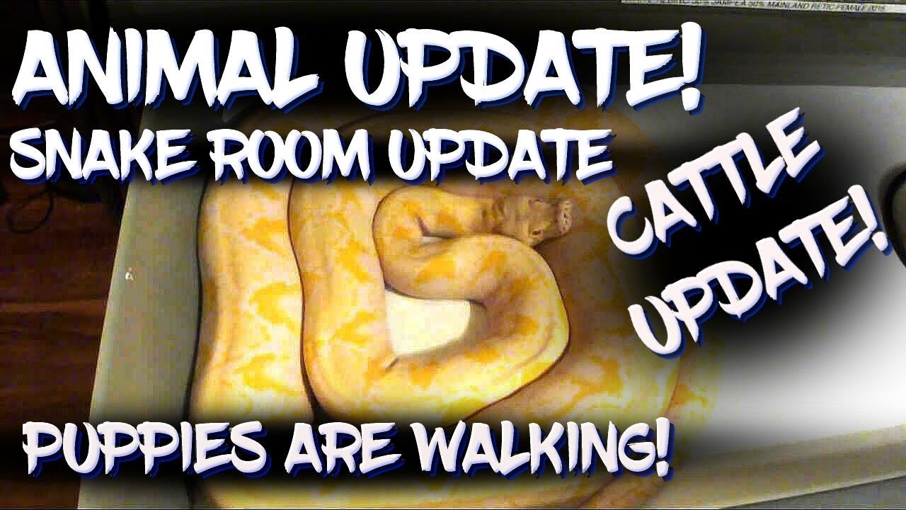 eggs florentine Animal Update!