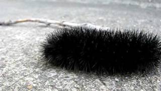Mr. fuzzy caterpillar! -