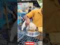 Pet Market Kolkata 😍/lowest price puppy dog/Gallif Street dogs #shorts #viral #dog #dogs #doglover