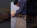 A puppy cried for help beside its unconscious mother