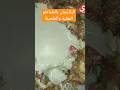 طريقة عمل الباذنجان المقلي بالطحينة والطماطم