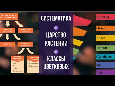 Систематика растений. Биология 6 класс. Царство растений. Классы Цветковых. Однодольные и двудольные