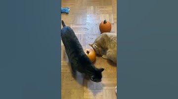 When the Catnip kicks in