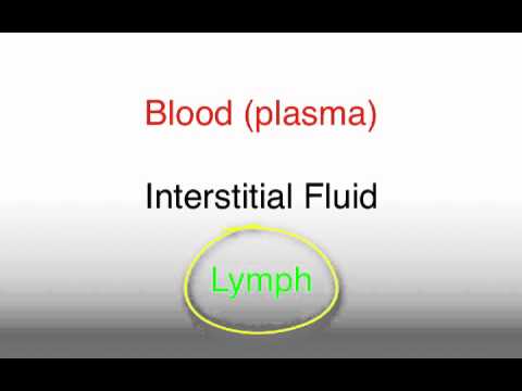 'Interstitium' acts as shock absorber for vital tissues and could improve ...