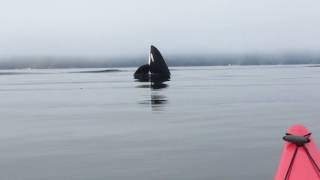 Orca Breaching close to Kayaks on Johnstone Strait BC