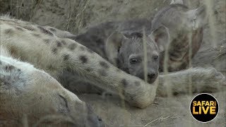 safariLIVE - Sunset Safari - April 17, 2019