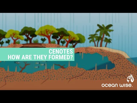 Video: Kunnen er haaien in cenotes zijn?