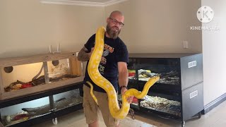 Epic Retic video! Keeping them as pets or for breeding. ⛔️NOT FOR BEGINNERS!